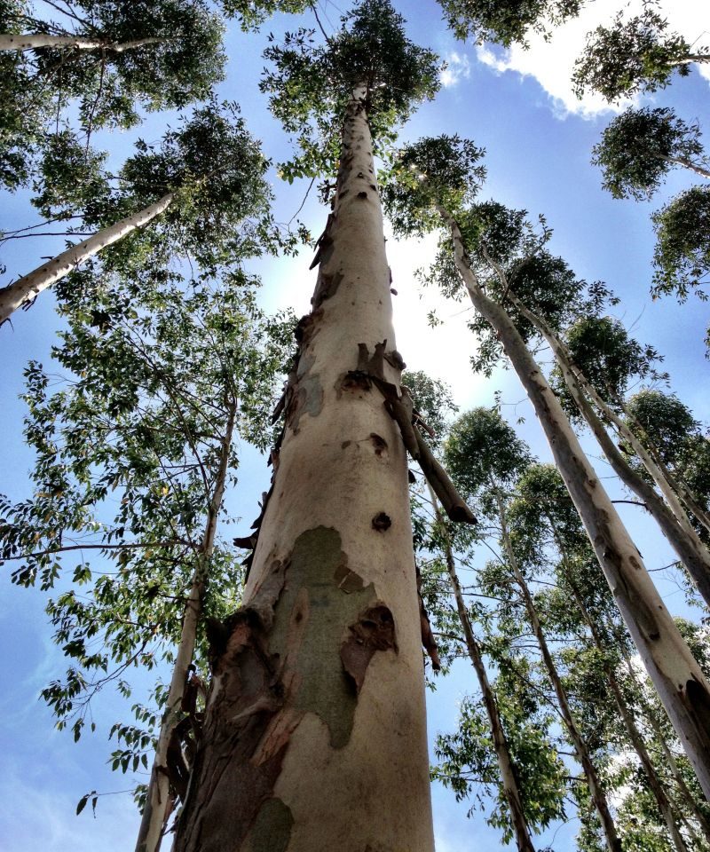 Eucalyptus Tree 